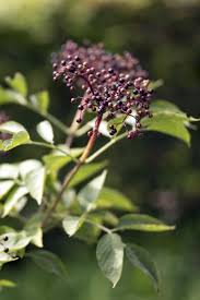 Die 8 Schonsten Dauerbluher Fur Den Garten Minze Pflanzen Pflegeleichte Pflanzen Pflanzen