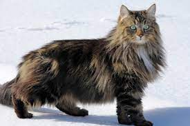 We did not find results for: Norwegian Forest Cat Info Traits Pictures Excited Cats
