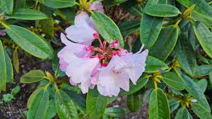 Image result for Balfourodendron