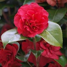 Camellia Japonica Dr Burnside Harrod Horticultural Camellia Japonica Flowers