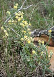 Image result for Helichrysum mixtum