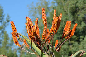 Image result for Aloe excelsa