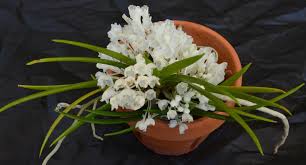 Image result for Podangis dactyloceras