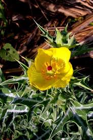 Image result for Argemone mexicana