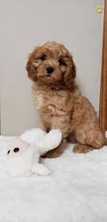 Where can i buy cavapoo puppy care products? 24 Puppies Ideas Puppies Cavapoo Puppies For Sale Lancaster Puppies