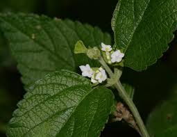 Image result for Lantana angolensis