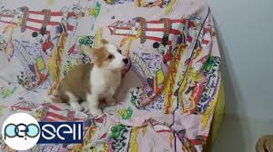 Our pembroke welsh corgi puppies for sale are spirited, athletic, and dependable. Pure Pembroke Welsh Corgi Puppies For Sale In Manila Manila Free Classifieds