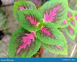 Image result for Coleus barbatus