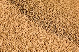 Soybean Seeds Feedipedia