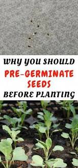 How To Pre Germinate Seeds To Grow Your Own Herbs And Vegetables Vegetablegardeningplans Pre Sprouting Seeds Herb Seeds Growing Vegetables