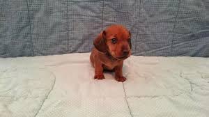 Sort by stunning dachshund puppies for sale. Dachshunds Puppies Pets And Animals For Sale Minnesota