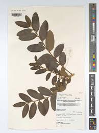 Image result for Paropsia