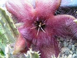 Image result for Mimulopsis excellens