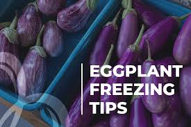 When i want eggplant here, i have to buy it. How To Store Eggplant Detailed Guide Beezzly