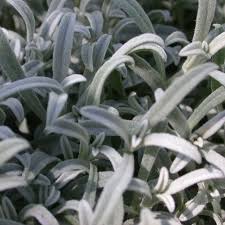 Image result for Cerastium indicum