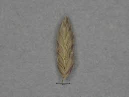 Image result for Eragrostis atrovirens