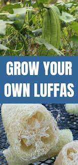How To Grow Luffas In Your Home Garden Organic Gardening Tips Organic Gardening Vegetable Garden