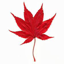 Japanese Maple Leaf By Muffet1 On Deviantart Maple Leaf Pictures Maple Leaf Images Maple Leaf Tattoo