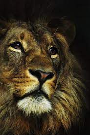 blazepress animals lions wild cats