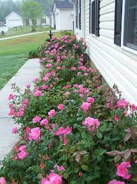 Pink Double Knock Out Rose Knockout Roses Rose Garden Landscape Front Yard Landscaping