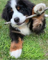 instagram da dogsofinstaworld sent by eddytheberner dogsofinstaworld