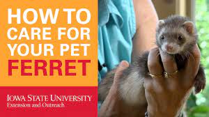 Ferrets have been domesticated for thousands of years, but they are outlawed in some areas. How To Care For Your Pet Ferret Youtube