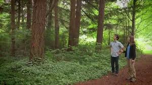 Forest Floor Forest Floors