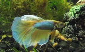 Hey folks, come check out my new betta fish and watch me aquascape this fluval spec v. Betta Fish Fins Curling Vang Bettas