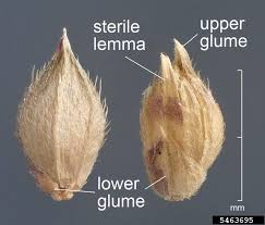 Image result for Echinochloa colona