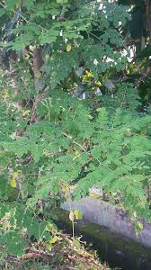 Daun kelor memiliki ukuran yang kecil, walau begitu daun kelor punya banyak manfaat kesehatan, bahkan banyak ilmuan menyebutnya sebagai pohon ajaib (miracle tree). Khasiat Pokok Remunggal Kelor Radix Musafir Hpa Facebook