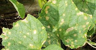 If a guarantee is given, know what it covers, how long it lasts, what you must do to keep it in force, and what kind of continuing prevention and management are necessary. Anthracnose Fungal Disease In Plants Gardener S Supply