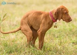 If your dog has diarrhea, you can give him some probiotics to help the dog's digestive system reset itself and heal. My Dog S Stool Has Blood And It S Jelly Like Barkibu Us