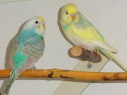 Nestj Wellensittiche Sittiche Rainbows U A Wellensittich Sittiche Sittich
