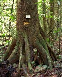 Image result for Symphonia globulifera