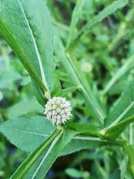Image result for Sphaeranthus gazaensis