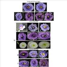Changes In Eustoma Grandiflorum Flowers Color And Form After Radiation Download Scientific Diagram