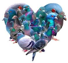 Pin By Linda Bickford On Srdicka Cute Pigeon Bird Pictures Pigeon