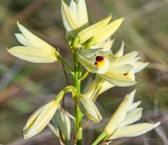Image result for Eragrostis welwitschii