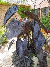 Rotary Botanical Gardens Hort Blog Of Frost Colocasias In 2020 Feng Shui Garden Feng Shui Plants Feng Shui Garden Design
