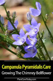 Campanula Pyramidalis Care Growing The Chimney Bellflower Flower Spike Bellflower Plant Tall Flowers