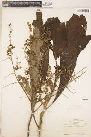 Image result for Monosis conferta