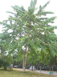 Image result for Duabanga