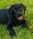 34 Best Black Dog Breeds - Small, Medium & Big Black Dogs