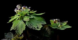 Image result for Isopyrum nipponicum