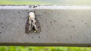 We did not find results for: How To Get Rid Of Moths