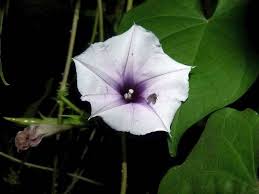 Image result for Ipomoea turbinata