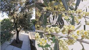 You will want to begin shaping your olive tree when it's young, or about 2 years old, and then check it each year in the late spring or early summer for some maintenance pruning. Olive Tree Blossom Olive Tree Flower Youtube