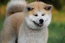 Akita inu, un perro muy especial | Mundo Perros