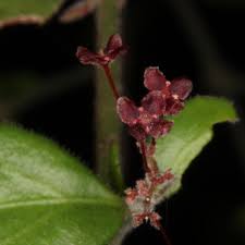Image result for Crossopetalum