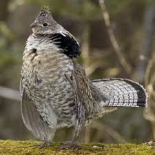 Male Ruffed Grouse Upland Bird Hunting Nature Birds Bird Hunting